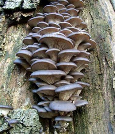 Fotografía del reto de identificación