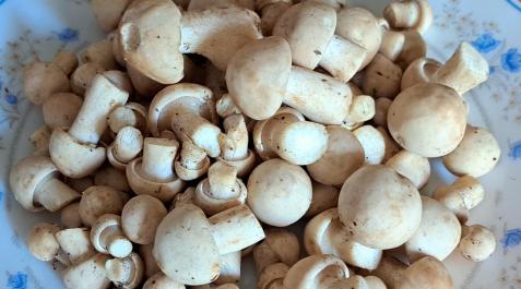 Calocybe gambosa