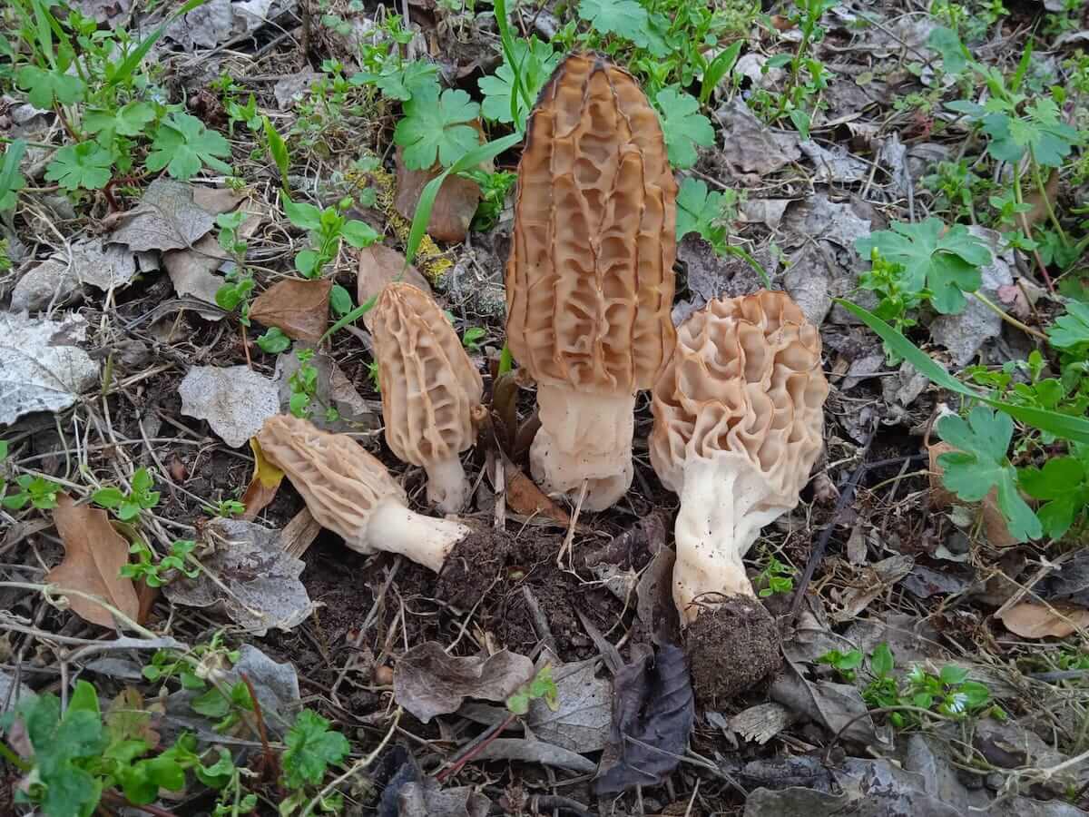 Morchella cónica