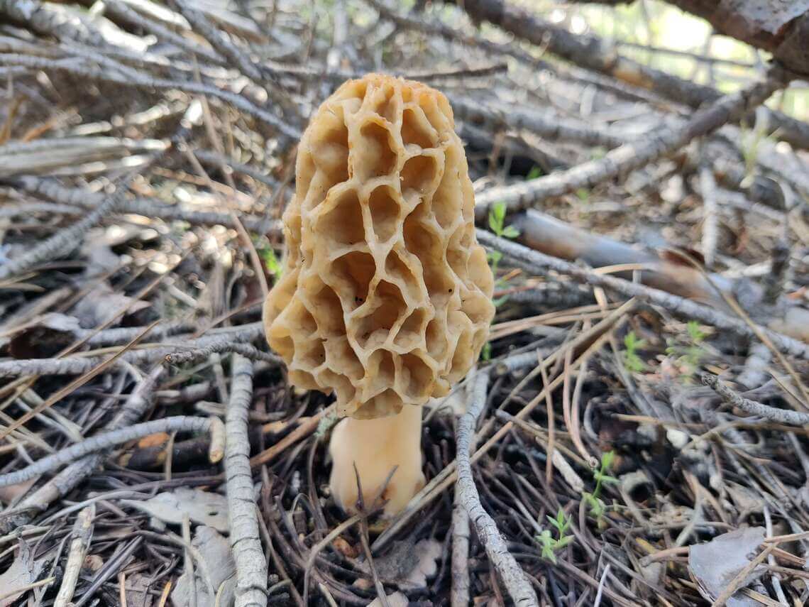 Morchella esculenta: la colmenilla comestible