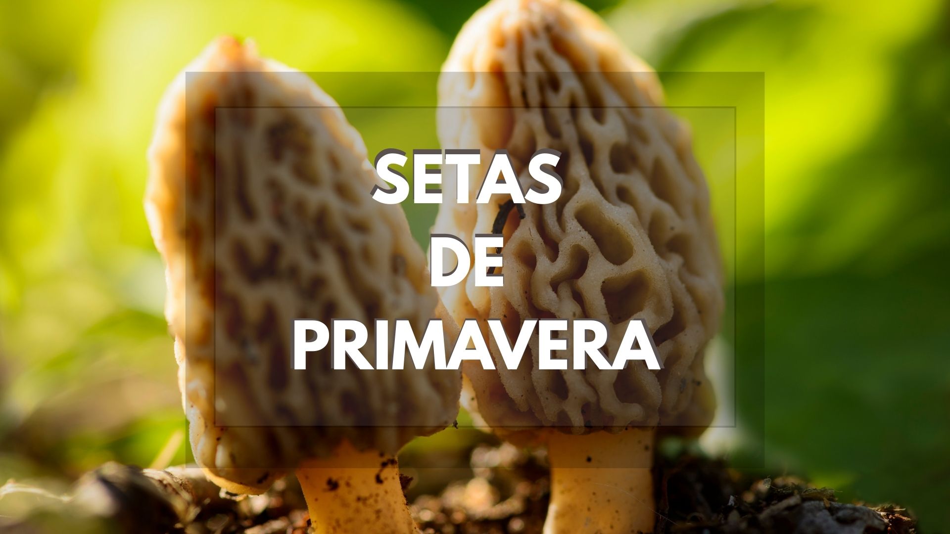 Setas de primavera