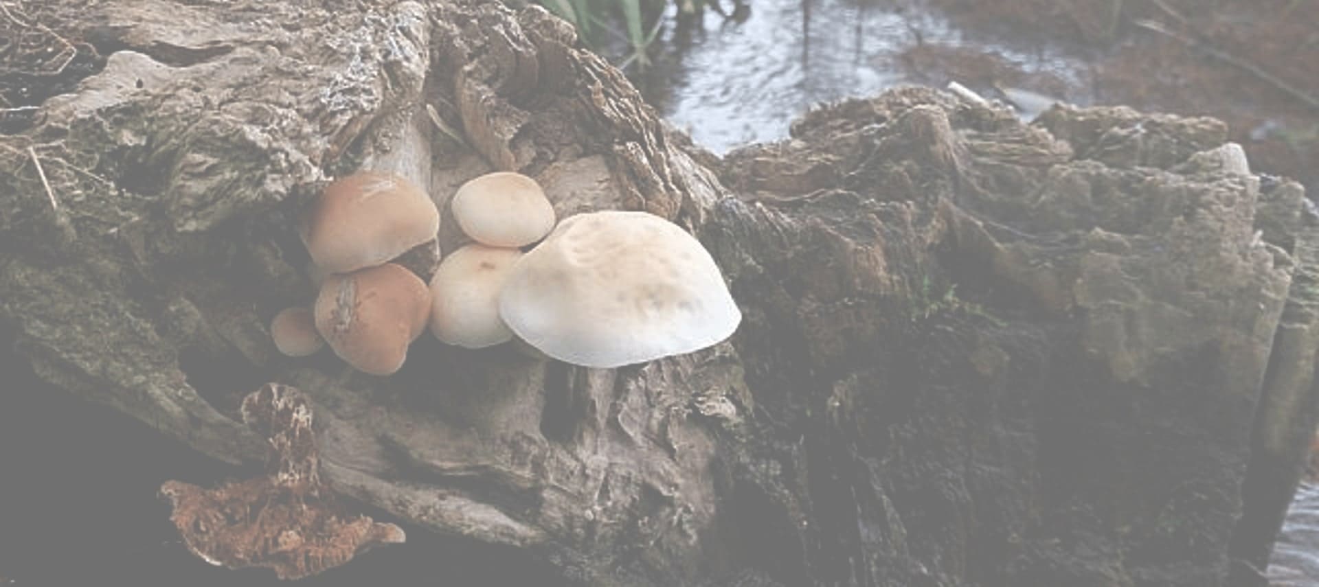 agrocybe aegerita - Seta de chopo
