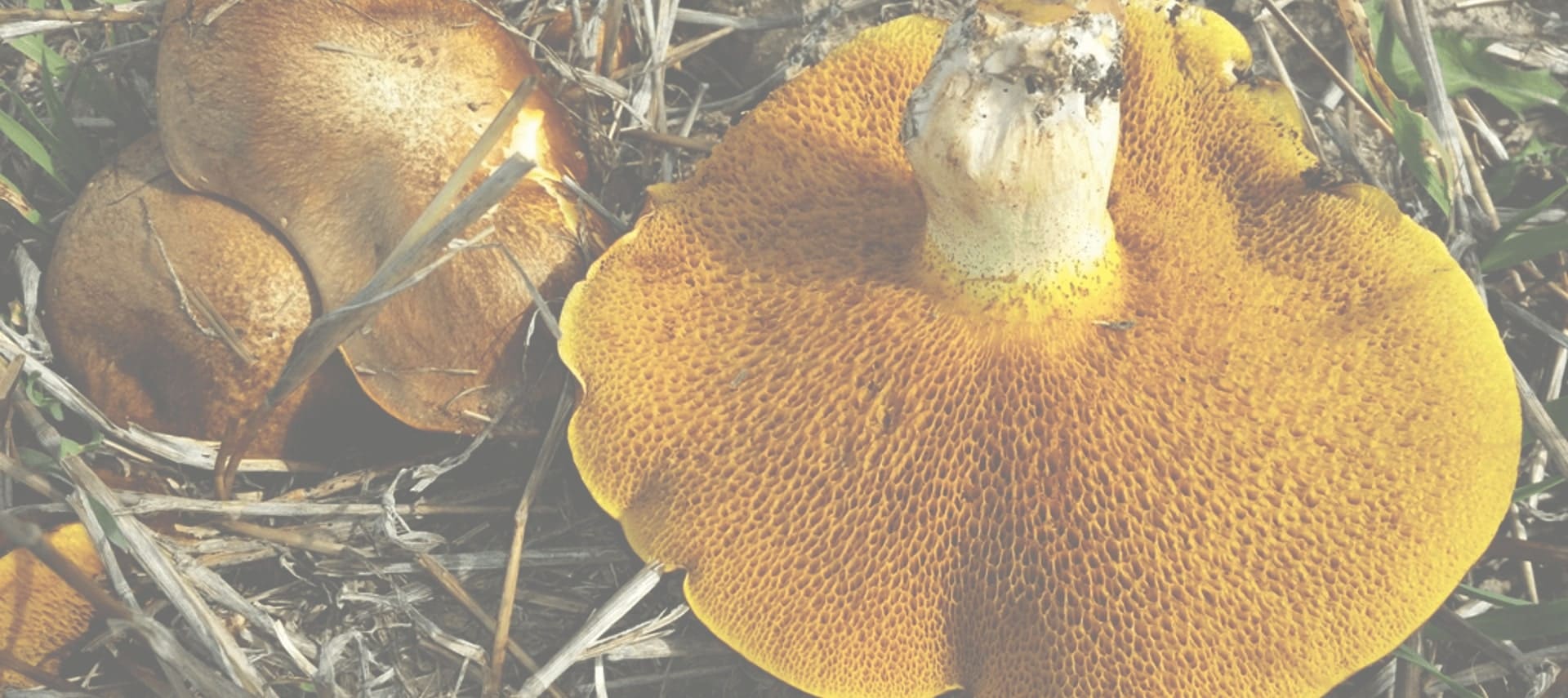 Seta Suillus granulatus